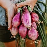 Photo Long Red Florence Onion - 50 Seeds - Heirloom & Open-Pollinated Variety, Non-GMO Vegetable Seeds for Planting Outdoors in The Home Garden, Thresh Seed Company, best price $7.99 ($0.16 / Count), bestseller 2024