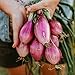 Long Red Florence Onion - 50 Seeds - Heirloom & Open-Pollinated Variety, Non-GMO Vegetable Seeds for Planting Outdoors in The Home Garden, Thresh Seed Company new 2024