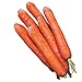Burpee Nantes Half Long Carrot Seeds 3000 seeds new 2024