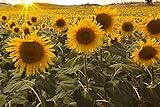 Photo Dwarf Sunflower Seeds for Planting, best price $6.99, bestseller 2024