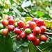 Granos de café Semillas, 1 bolsa de frijol de semilla perenne natural con Productivo de semillas de árboles de café para el jardín nuevo 2024