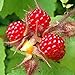 100 Piezas De Semillas De Frutas Raras Frambuesa/Mora/Fresa/Kiwi Semillas De Frutas Nutritivas Bonsái Semillas de frambuesa nuevo 2024