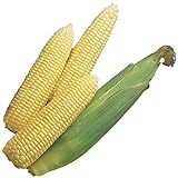 Photo Burpee Early Sunglow Hybrid (SU) Corn Seeds 200 seeds, best price $6.05 ($0.03 / Count), bestseller 2024