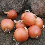Photo Onion Seeds - Talon Organic - 250 Seeds, best price $5.99 ($0.02 / Count), bestseller 2024
