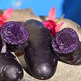 Photo 00 graines de pommes de terre de chair violette à peau noire taux de germination élevé facile à faire pousser pour manipuler les plantes potagères savoureuses de jardin pour l'agriculture do Gra, meilleur prix 0,01 €, best-seller 2024