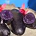 00 graines de pommes de terre de chair violette à peau noire taux de germination élevé facile à faire pousser pour manipuler les plantes potagères savoureuses de jardin pour l'agriculture do Gra nouveau 2024