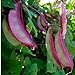 10+ Hyacinth Bean Asia Hyacinth Bean Seeds Purple Flower Lablab purpureus Vegetable Non-GMO new 2024