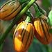 50 graines / pack jardin des plantes de bricolage, Solanum aethiopicum africaine Aubergine Vegetable Seeds nouveau 2024