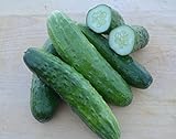 Photo Cucumber Seeds- Straight Eight Heirloom- 100+ Seeds, best price $4.29, bestseller 2024