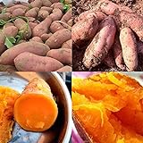 Photo Lot de 50 graines de patates douces pour plantation - Fortes survivables - Rafraîchissantes - Pomme de terre violette - Pour cultiver facilement le jardin - Graines de patates douces, meilleur prix 1,79 €, best-seller 2024