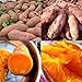 Lot de 50 graines de patates douces pour plantation - Fortes survivables - Rafraîchissantes - Pomme de terre violette - Pour cultiver facilement le jardin - Graines de patates douces nouveau 2024