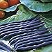 Purple Queen Bush Bean Seeds - 50 Count Seed Pack - Upright, Compact, and Bushy, This Variety is Easy to Grow and Pick. - Country Creek LLC new 2024
