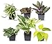 Easy to Grow Houseplants (6 Pack), Live House Plants in Plant Containers, Growers Choice Plant Set in Planters with Potting Soil Mix, Home Décor Planting Kit or Outdoor Garden Gifts by Plants for Pets new 2024