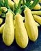 Zucchini Early Prolific Straightneck - Kürbis - 20 Samen neu 2024