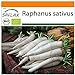 SAFLAX - Garden in the Bag - Ecológico - Rábano - Daikon japonés - 100 semillas - Con sustrato de cultivo en un sacchetto rigido fácil de manejar. - Raphanus sativus nuevo 2024