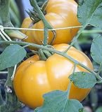 Photo 75+ Yellow Brandywine Tomato Seeds- Heirloom Variety- by Ohio Heirloom Seeds, best price $4.19, bestseller 2024