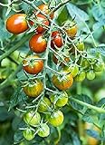 Photo Moby Grape Tomato Seed, best price $6.95, bestseller 2024