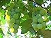 MOCCUROD 50pcs/Bag Green Grape Seeds Fruit Vine Vitis Vinifera Seeds new 2024