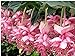Portal Cool 30pcs Medinilla Magnifica Plante Vivace Graines Showy Medinilla Raisin Rose Arbuste nouveau 2024