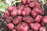 Photo Southern Red Seed Potato Certified AAA Grade, best price $14.99, bestseller 2024