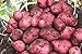 Simply Seed - 5 LB - Red Pontiac Potato Seed - Non GMO - Naturally Grown - Order Now for Spring Planting new 2024