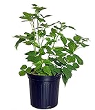 Photo Rubus 'Heritage' (Raspberry) Edible-Shrub, red raspberry, #2 - Size Container, best price $29.47, bestseller 2024