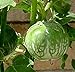 Thai Eggplant, F1 Hybrid Kermit Thai Eggplant Seeds (25 Seeds) new 2024