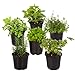 Live Aromatic and Edible Herb Assortment (Lavender, Rosemary, Lemon Balm, Mint, Sage, Other Assorted Herbs), 6 Plants Per Pack new 2024