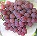 50 Stück Traubenkerne chinesische billig Obst Traubenkernen sehr süß leicht Fruchtsamen für zu Hause Garten Pflanzen wachsen neu 2024