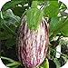 100 - Graines:. Listada de Gandia Aubergine Seeds - Striping Violet sur Le Blanc y !! nouveau 2024