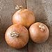 David's Garden Seeds Onion Intermediate-Day Candy 2993 (Yellow) 200 Non-GMO, Hybrid Seeds new 2024