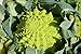 Graines Chou brocolis Romanesco - sachet de 400 graines - Brassica/oleracaea/Brassicaceae - Graines de style nouveau 2024