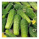 Photo David's Garden Seeds Cucumber Pickling Boston 3399 (Green) 50 Non-GMO, Heirloom Seeds, best price $2.95 ($0.06 / Count), bestseller 2024