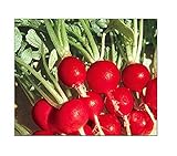 Photo 100 Champion Radish Seeds | Non-GMO | Fresh Garden Seeds, best price $6.95, bestseller 2024