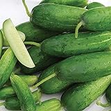 Photo Organic-Double Yield Cucumber Seeds (40 Seed Pack), best price $5.19, bestseller 2024