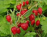 Photo NIKA SEEDS - Fruit Alpine Giant Strawberry Regina Red - 100 Seeds, best price $8.95 ($0.09 / Count), bestseller 2024