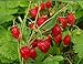 NIKA SEEDS - Fruit Alpine Giant Strawberry Regina Red - 100 Seeds new 2024