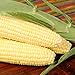 Bodacious R/M Hybrid Corn Garden Seeds (Treated) - 1 Lb ~2,031 Seeds - Non-GMO, SE (Sugary Enhanced) Vegetable Gardening Seeds new 2024