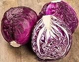 Photo NIKA SEEDS - Vegetable Cabbage Purple - 150 Seeds, best price $6.95 ($0.05 / Count), bestseller 2024