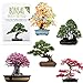 Semillas exóticas de Bonsai con alta tasa de germinación - Juego de Semillas de Plantas para su propio árbol de Bonsai (Mezcla de 5 incl. eBook GRATIS) nuevo 2024