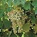 5 Samen von Vitis labrusca NIAGARA Traubenkernen neu 2024