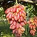50pcs Traubenkerne Miniatur Weinrebe Bonsai Seedsn Fruchtsamen Sukkulenten süße Speisen leicht 5 Anlage für Gartentopf wachsen neu 2024