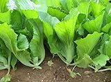 Photo 500 Indian Mustard Greens (GAI Choy, GAI Choi) Cabbage Seeds, best price $7.99 ($0.02 / Count), bestseller 2024