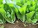 500 Indian Mustard Greens (GAI Choy, GAI Choi) Cabbage Seeds new 2024