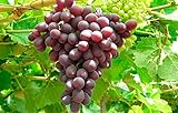 Photo 1 Ruby Red Seedless Live Grape Plant - 1-2 Year Old - Pruned & Ready for Planting, best price $15.95, bestseller 2024