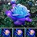 50 Pcs/Sac Graines De Rose Viable Naturel Mini Graines De Rose Bleu Ornementales Pour Jardin Graines De Plantes De Jardin Graines de rose bleu rose nouveau 2024