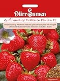 Foto Großfrüchtige Erdbeeren Florian F1, bester Preis 3,99 €, Bestseller 2024