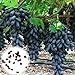 C-LARSS 1 Beutel Schwarze Traubenkerne, Nicht Gentechnisch Veränderte Fruchtbare Vitamine Fruchtsamen Für Die Landwirtschaft Traubenkerne neu 2024