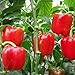 Variétés de graines de légumes - 150Pcs Graines de poivron doux Potager sain Balcon Bonsaï en pot Plante de bonsaï enfants débutants Jardiniers Cadeau -1 # nouveau 2024