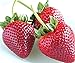 zellajake Fresh Delicious Strawberries 400+ Seeds (Fragaria x ananassa) new 2024